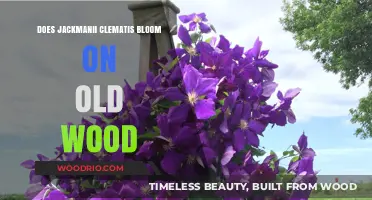 Jackmanii Clematis Blooming Habits: Old Wood or New Growth?