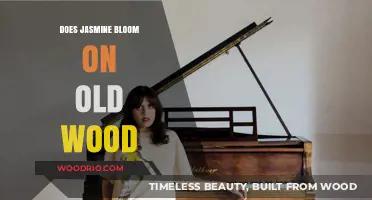 Jasmine Blooming Secrets: Does It Thrive on Old Wood?