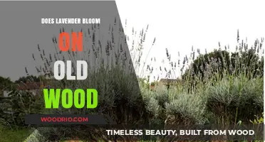 Lavender Blooming Secrets: Does It Thrive on Old Wood?