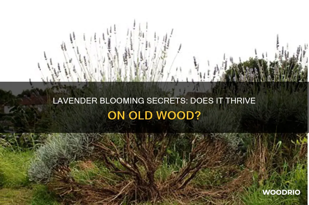 does lavender bloom on old wood