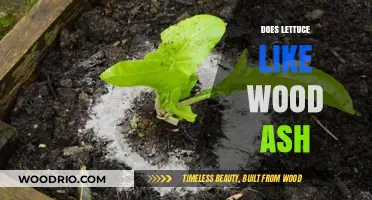 Does Lettuce Like Wood Ash? Exploring the Benefits and Risks