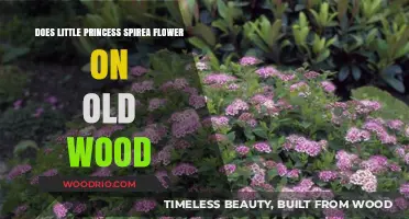 Little Princess Spirea: Blooming on Old Wood or New Growth?