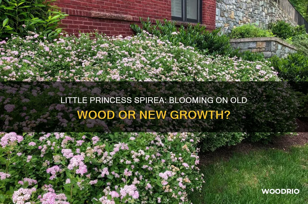 does little princess spirea flower on old wood