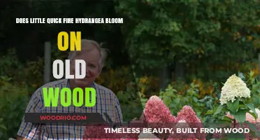 Quick Fire Hydrangea: Blooming on Old Wood Explained