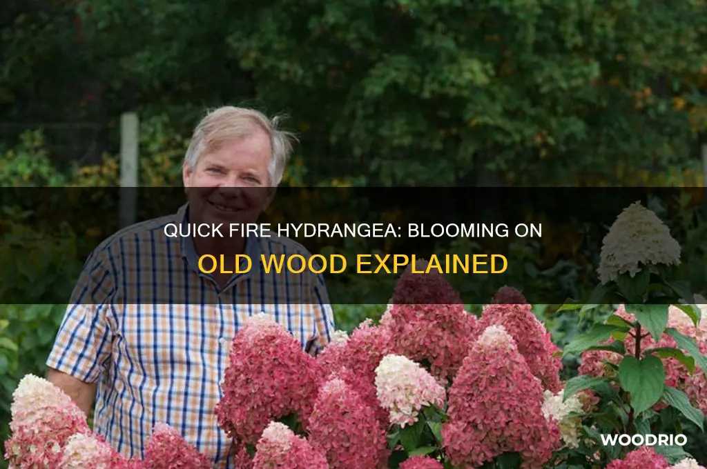 does little quick fire hydrangea bloom on old wood