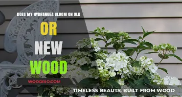 Hydrangea Blooming Secrets: Old Wood vs. New Wood Explained