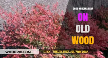 Nandina Pruning Guide: Does It Leaf on Old Wood?
