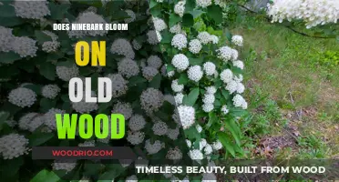 Ninebark Blooming Secrets: Does It Flower on Old Wood?