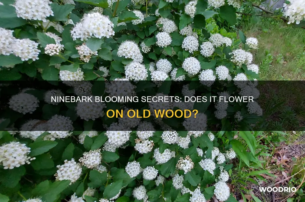 does ninebark bloom on old wood