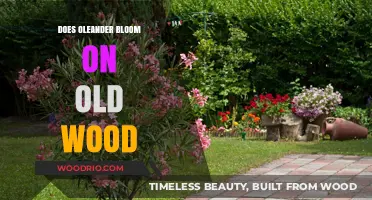Oleander Blooming Secrets: Does It Flower on Old Wood?