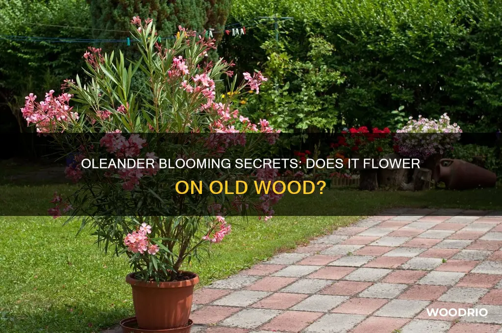 does oleander bloom on old wood