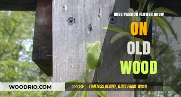Does Passion Flower Thrive on Old Wood? Unveiling Growth Secrets