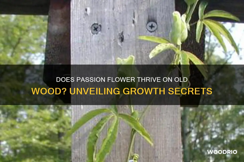 does passion flower grow on old wood