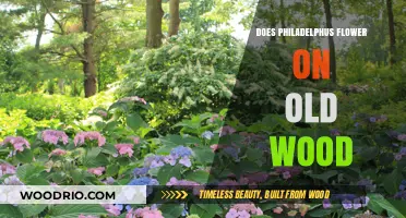 Does Philadelphus Bloom on Old Wood? Gardening Insights Revealed