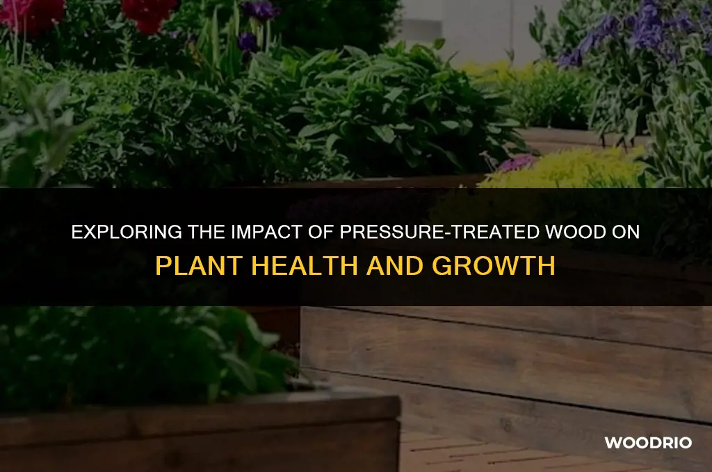 does pressure treated wood affect plants