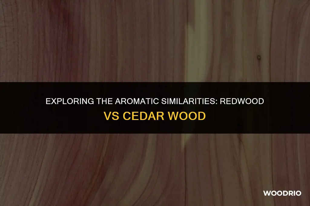 does redwood smell like cedar wood