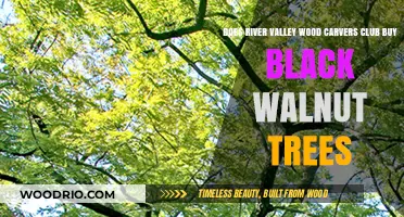 River Valley Wood Carvers Club: Black Walnut Tree Purchases Explained