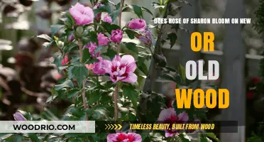 Rose of Sharon Blooming Secrets: New Wood vs. Old Wood