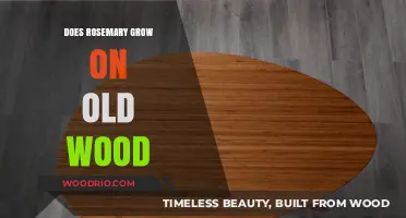 Rosemary Growth Secrets: Can It Thrive on Old Wood?