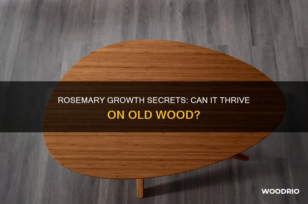 does rosemary grow on old wood