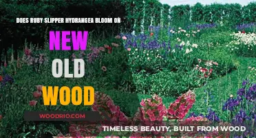 Ruby Slipper Hydrangea: Blooming on New or Old Wood?