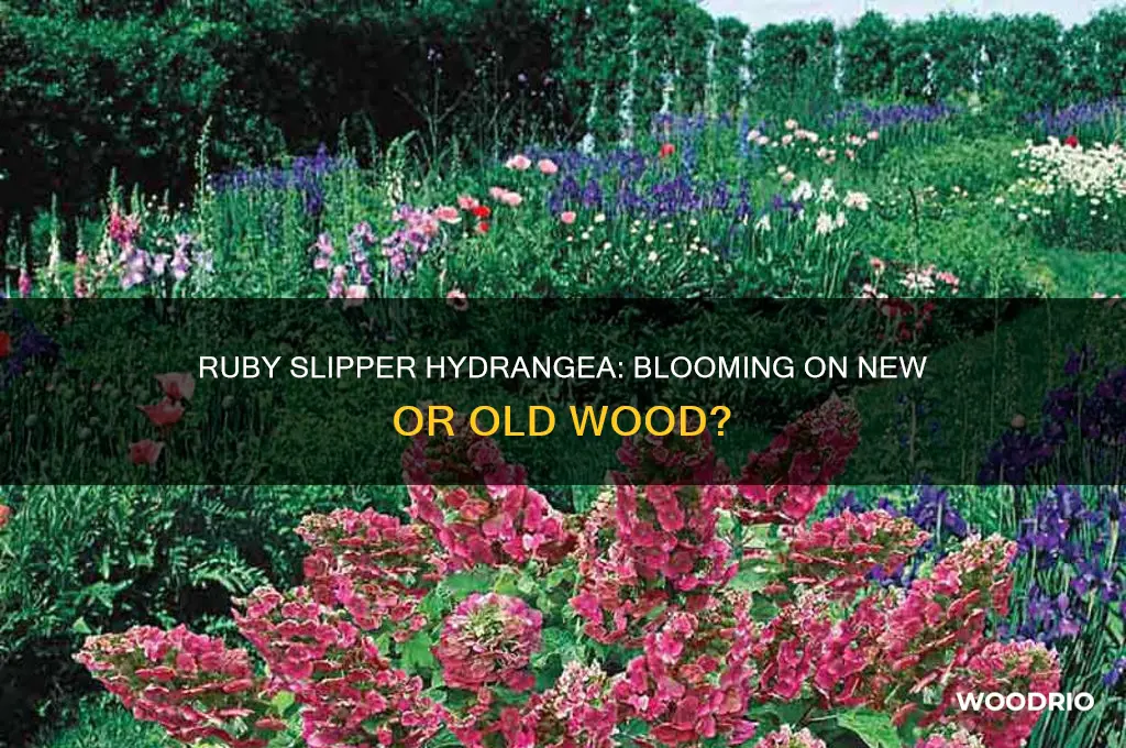 does ruby slipper hydrangea bloom on new old wood