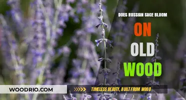 Russian Sage Blooming Secrets: Does It Thrive on Old Wood?