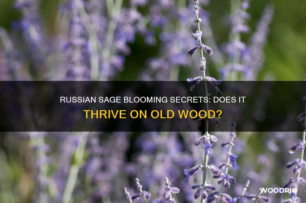 does russian sage bloom on old wood