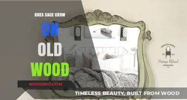 Can Sage Thrive on Aging Wood? Uncovering the Truth