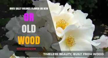 Sally Holmes Roses: Blooming on New or Old Wood?