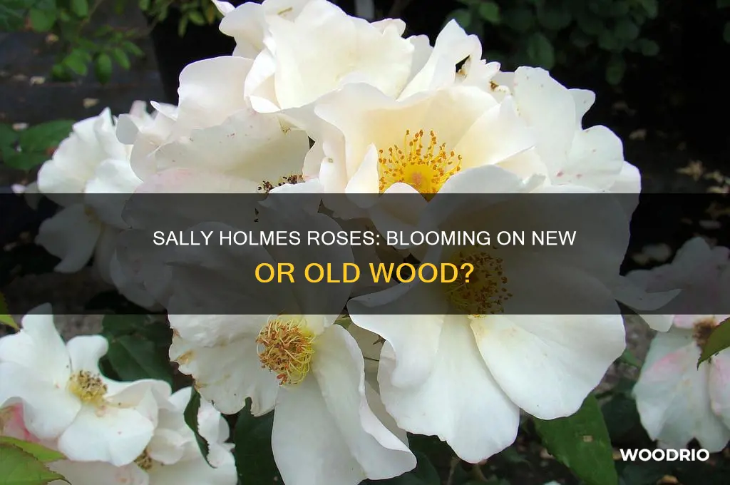 does sally holmes flower on new or old wood