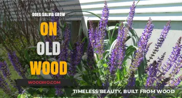 Can Salvia Thrive on Old Wood? Gardening Tips and Insights