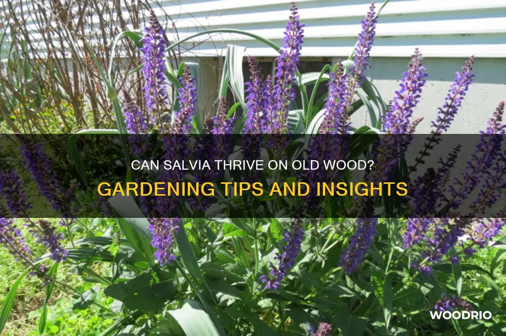 does salvia grow on old wood