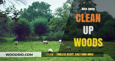 Nature's Janitors: How Sheep Help Maintain Woodland Health