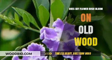 Does Sky Flower Bloom on Old Wood? Gardening Insights
