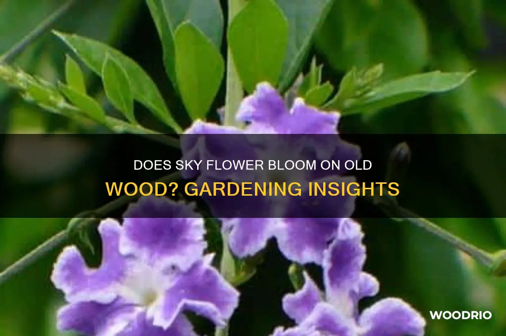 does sky flower bush bloom on old wood