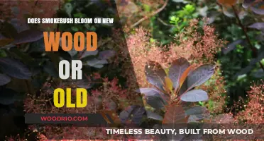 Smokebush Blooming Secrets: New Wood vs. Old Explained
