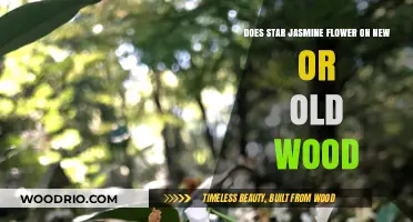 Star Jasmine Blooming Secrets: New Wood vs. Old Wood Explained