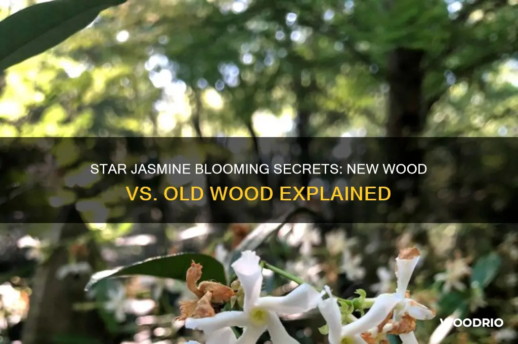 does star jasmine flower on new or old wood