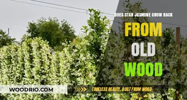 Reviving Star Jasmine: Can Old Wood Spur New Growth?