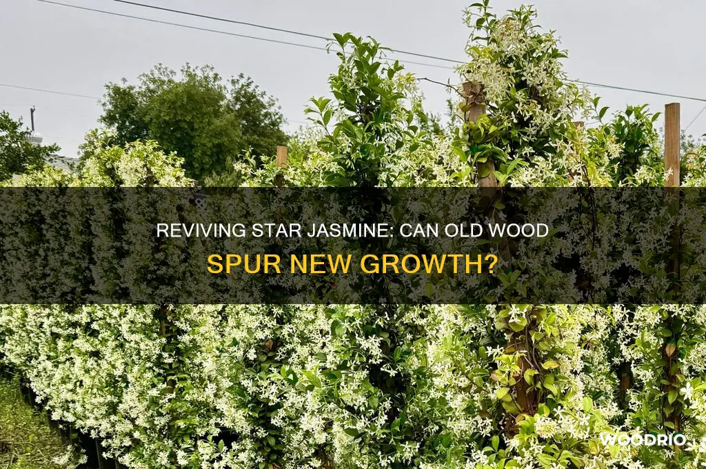 does star jasmine grow back from old wood
