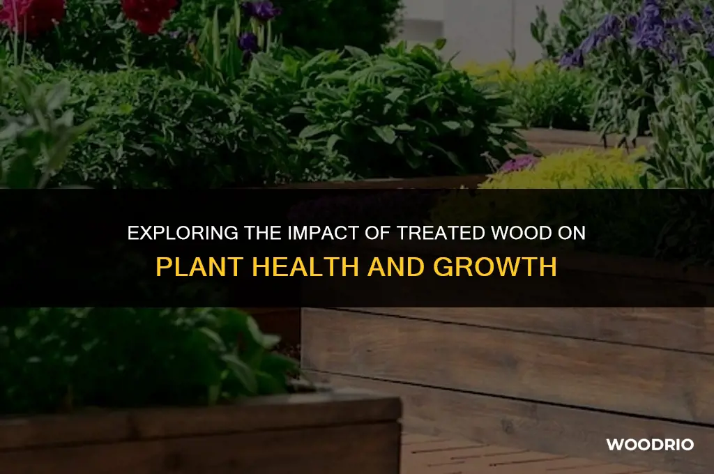 does treated wood affect plants