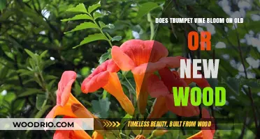 Trumpet Vine Blooming Secrets: Old Wood vs. New Growth Explained