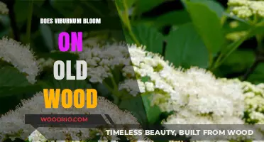 Does Viburnum Bloom on Old Wood? Unraveling the Mystery