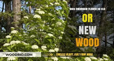 Viburnum Blooming Secrets: Old Wood vs. New Wood Explained