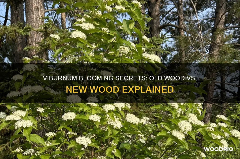 does viburnum flower on old or new wood