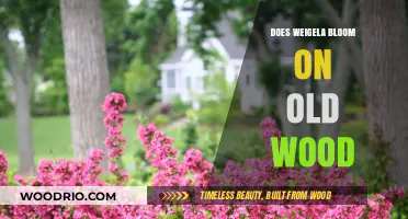 Weigela Blooming Secrets: Understanding Old Wood Growth and Flowers