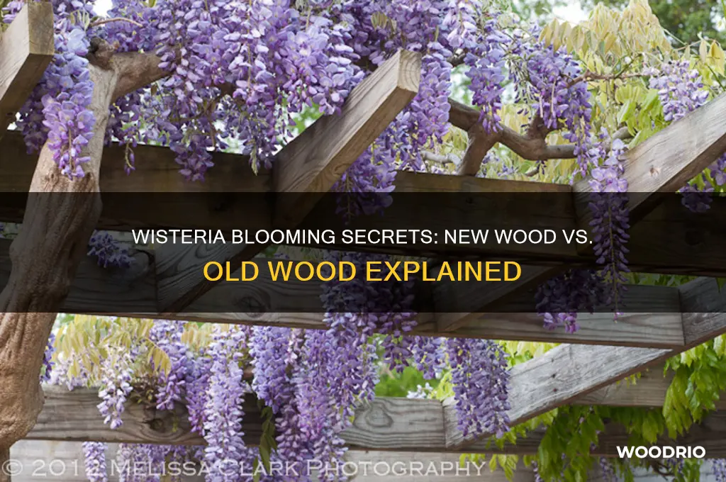 does wisteria bloom on new or old wood