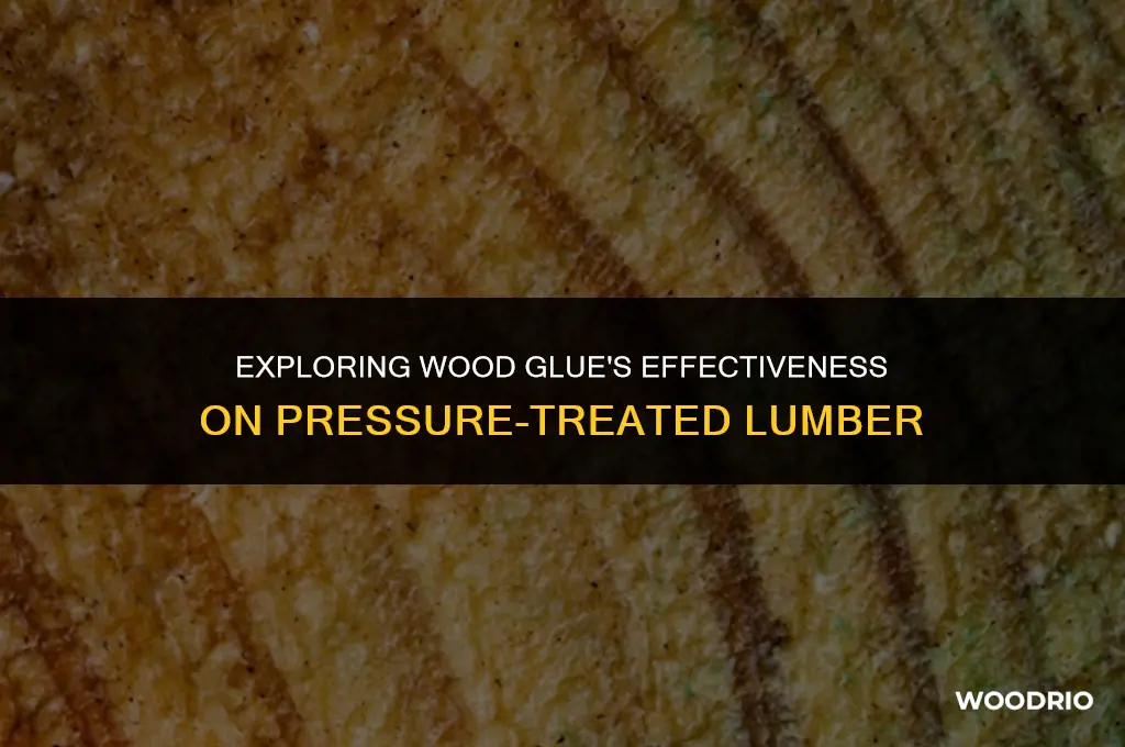 does wood glue work on pressure treated lumber