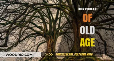 Do Trees Age and Die Naturally? Exploring the Lifespan of Woods